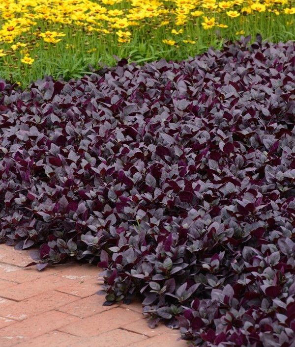 Alternanthera brasiliana